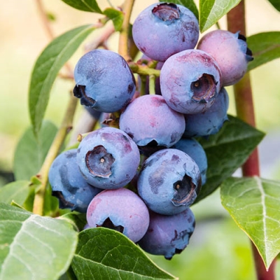 Голубика высокорослая Патриот